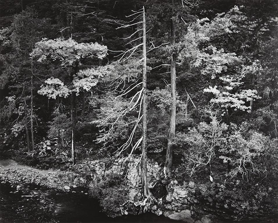 Ansel Adams Landscape Photograph - Forest and Stream 1959 original hand printed landscape black and white photo