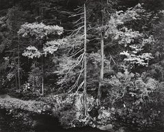 Forest and Stream 1959 original hand printed landscape black and white photo