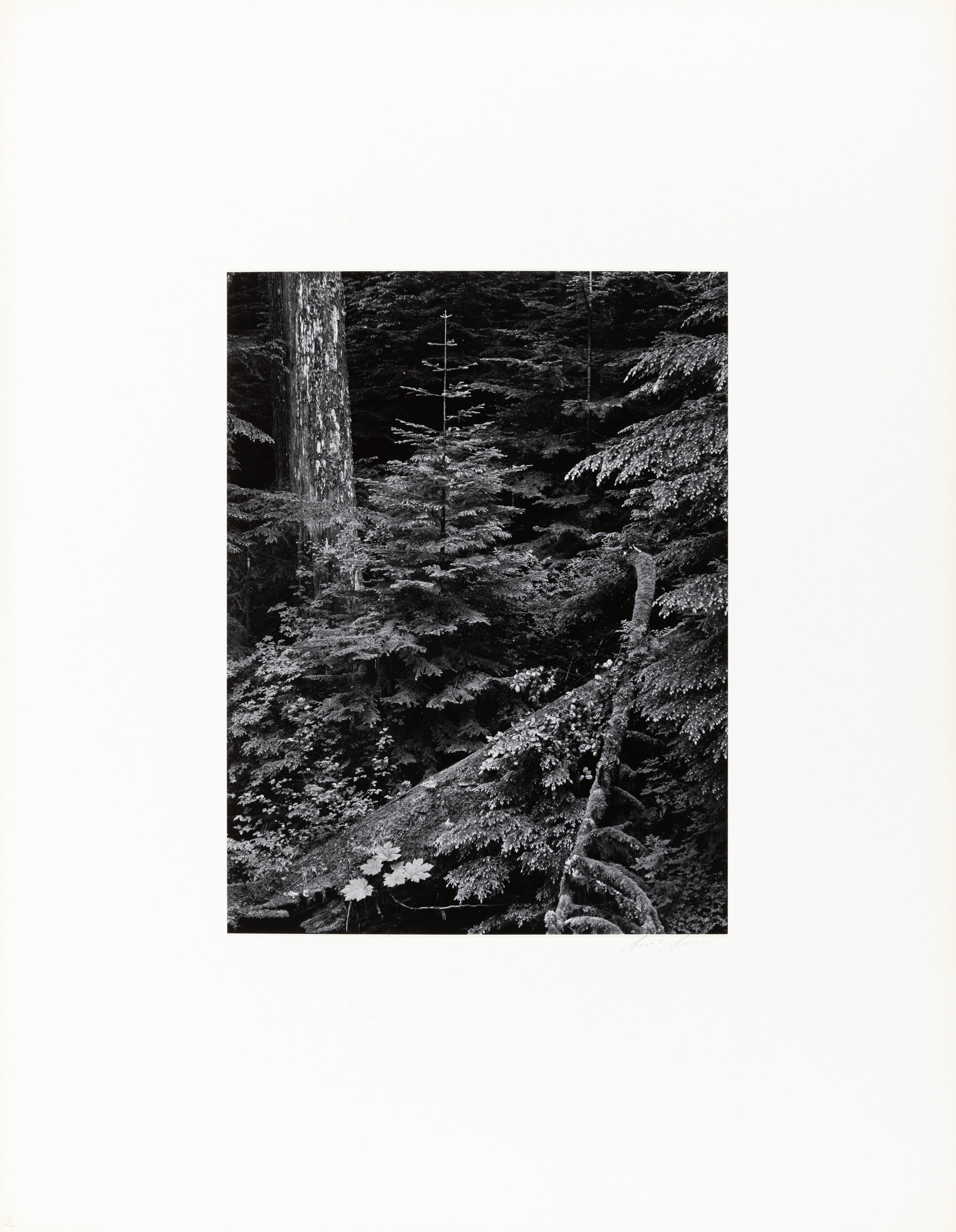 Foresta, mattina presto, Parco Nazionale del Monte Rainier, Washington - Photograph di Ansel Adams