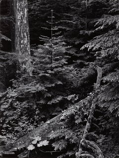 Foresta, mattina presto, Parco Nazionale del Monte Rainier, Washington