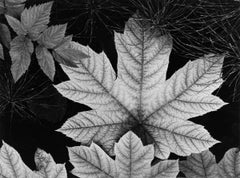 Leaf, Glacier Bay, Alaska, 1948