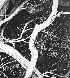 Manzanita Twigs in Kings River Sierra, a Photograph by Ansel Adams