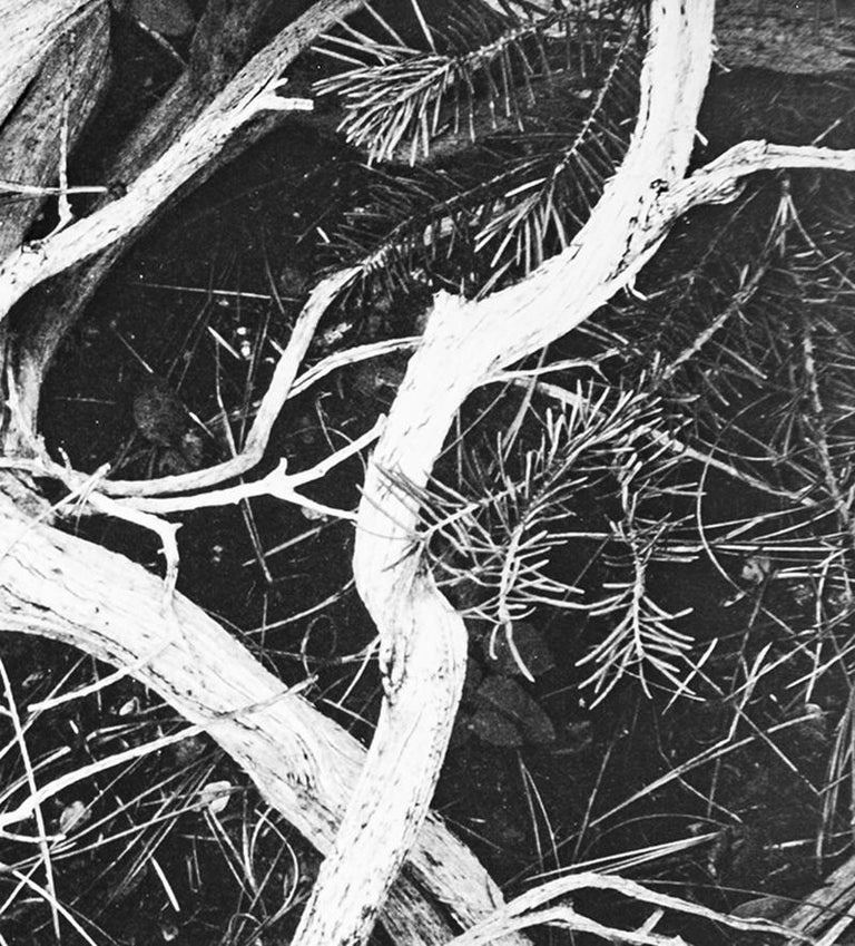 Manzanita Twigs in Kings River Sierra, a Photograph by Ansel Adams For Sale 1