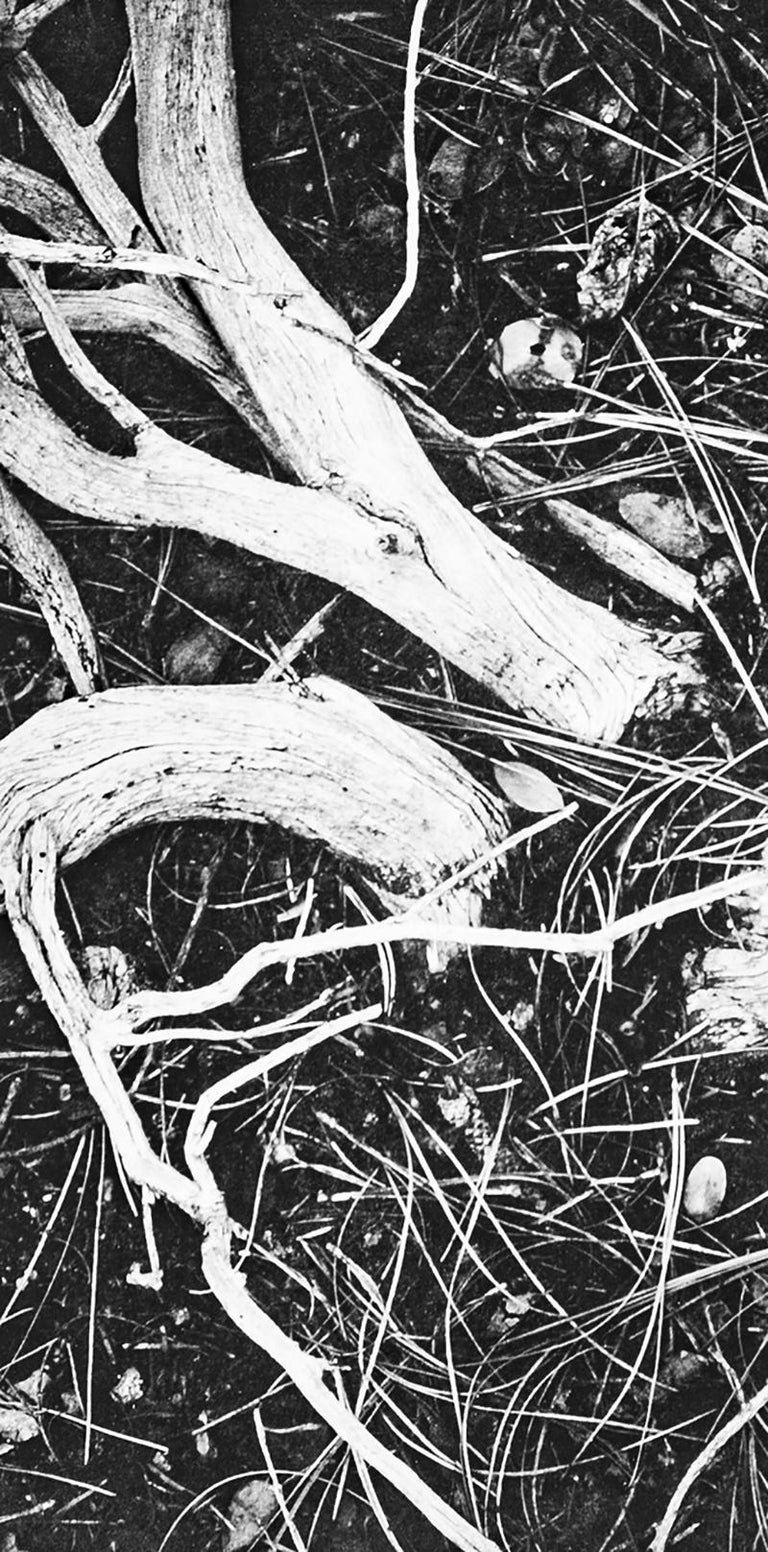 Manzanita Twigs in Kings River Sierra, a Photograph by Ansel Adams For Sale 2