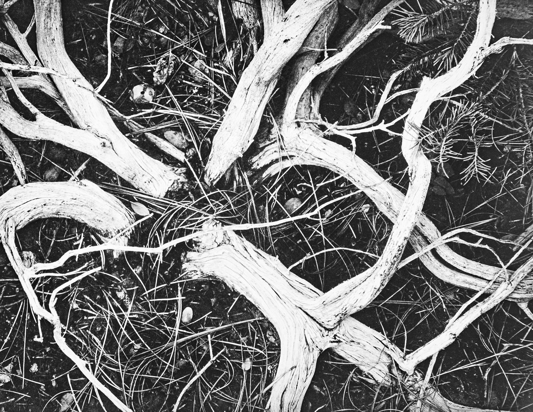 Manzanita Twigs in Kings River Sierra, a Photograph by Ansel Adams