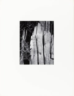 Polilla y tocón, bosque interglaciar, Monumento Nacional de la Bahía de los Glaciares, Alaska