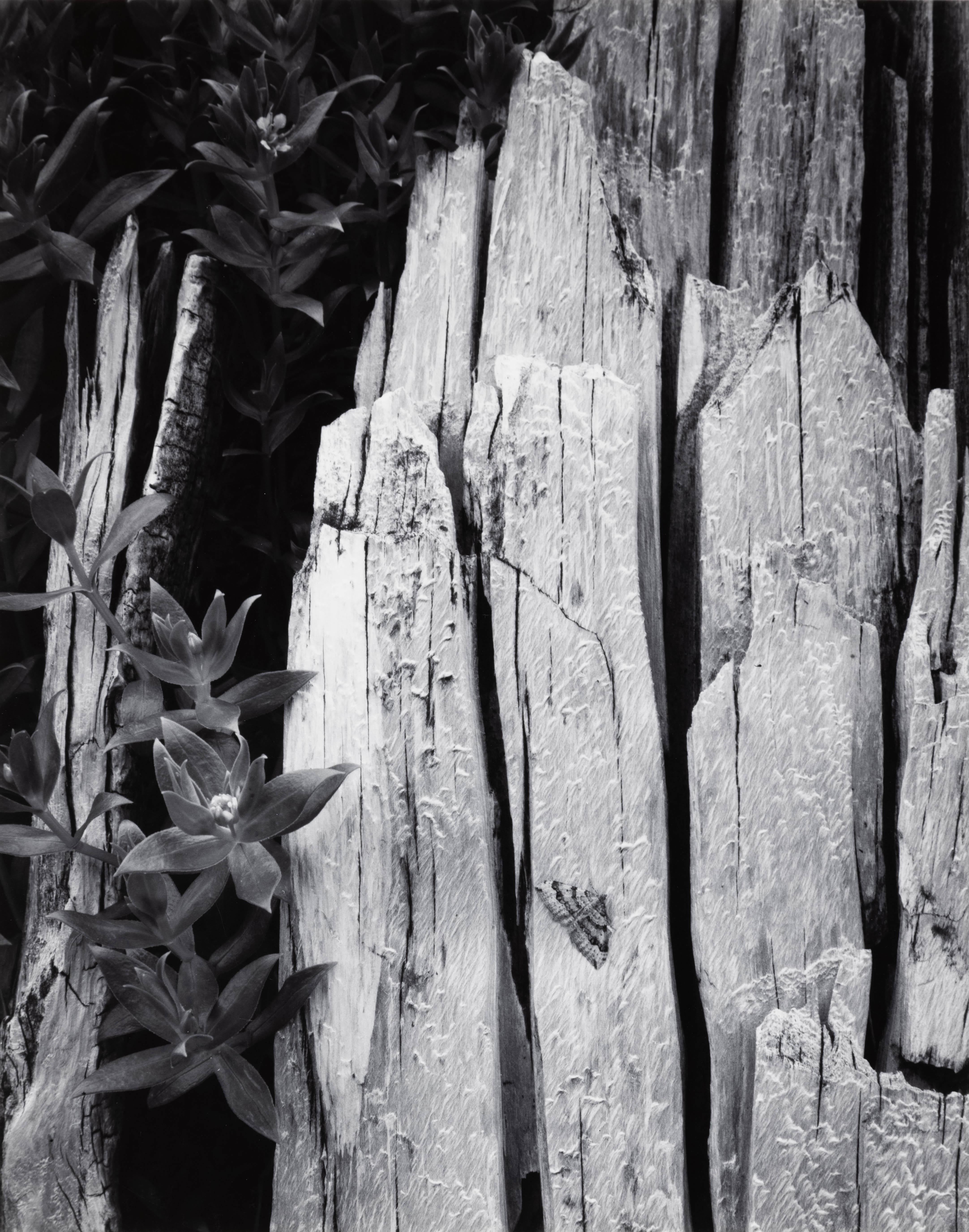Ansel Adams Black and White Photograph - Moth and Stump, Interglacial Forest, Glacier Bay National Monument, Alaska