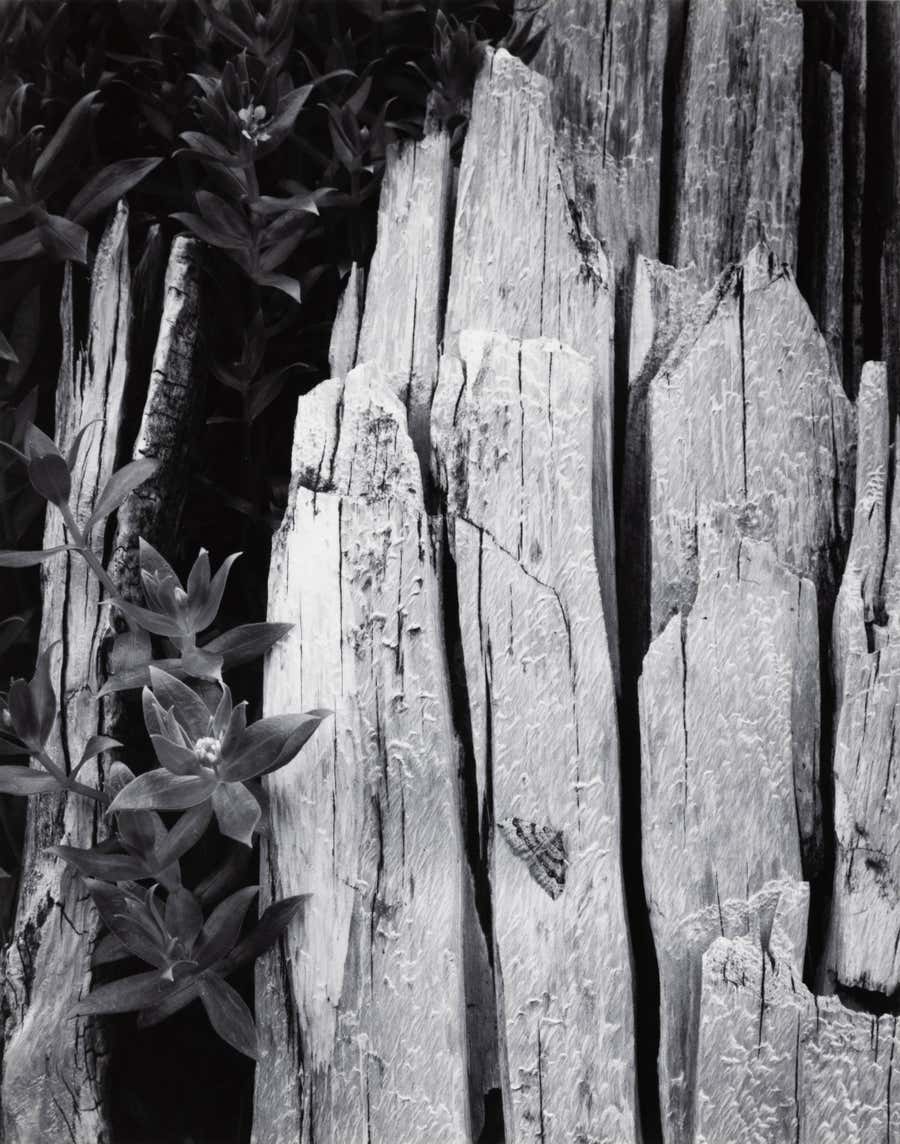 Moth and Stump, Interglacial Forest, Glacier Bay National Monument, Alaska