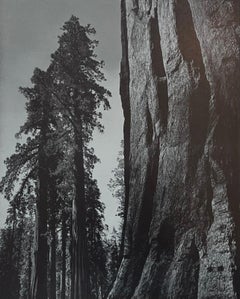 Mountain Trees by Ansel Adams Vintage print