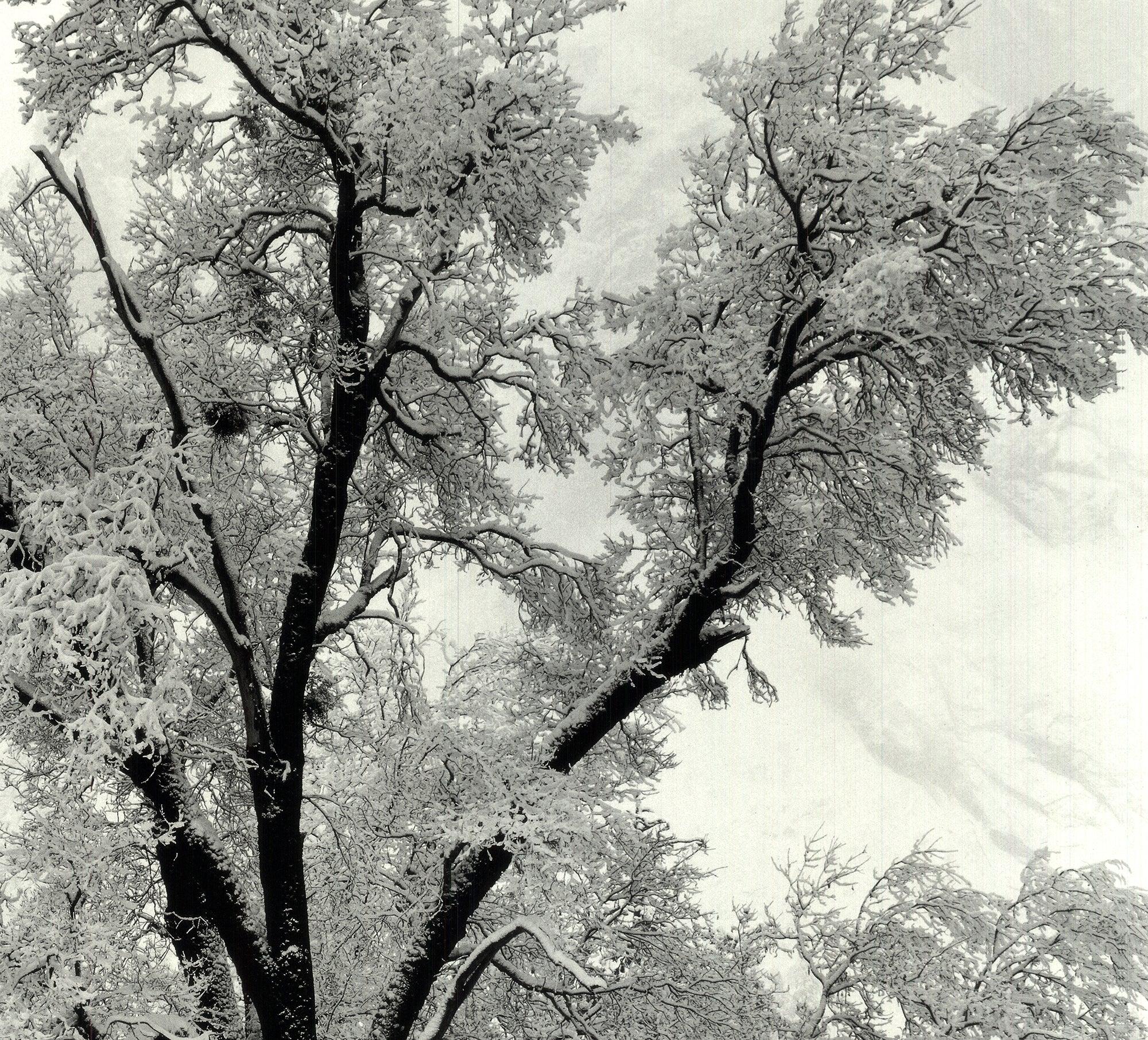Eiche Eichenbaum, Schneestorm, Yosemite National Park, Kalifornien (1948) – Photograph von Ansel Adams
