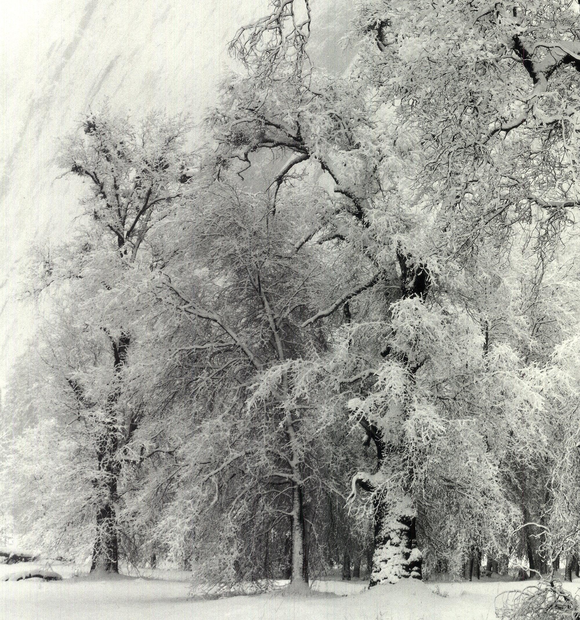 Eiche Eichenbaum, Schneestorm, Yosemite National Park, Kalifornien (1948) (Fotorealismus), Photograph, von Ansel Adams