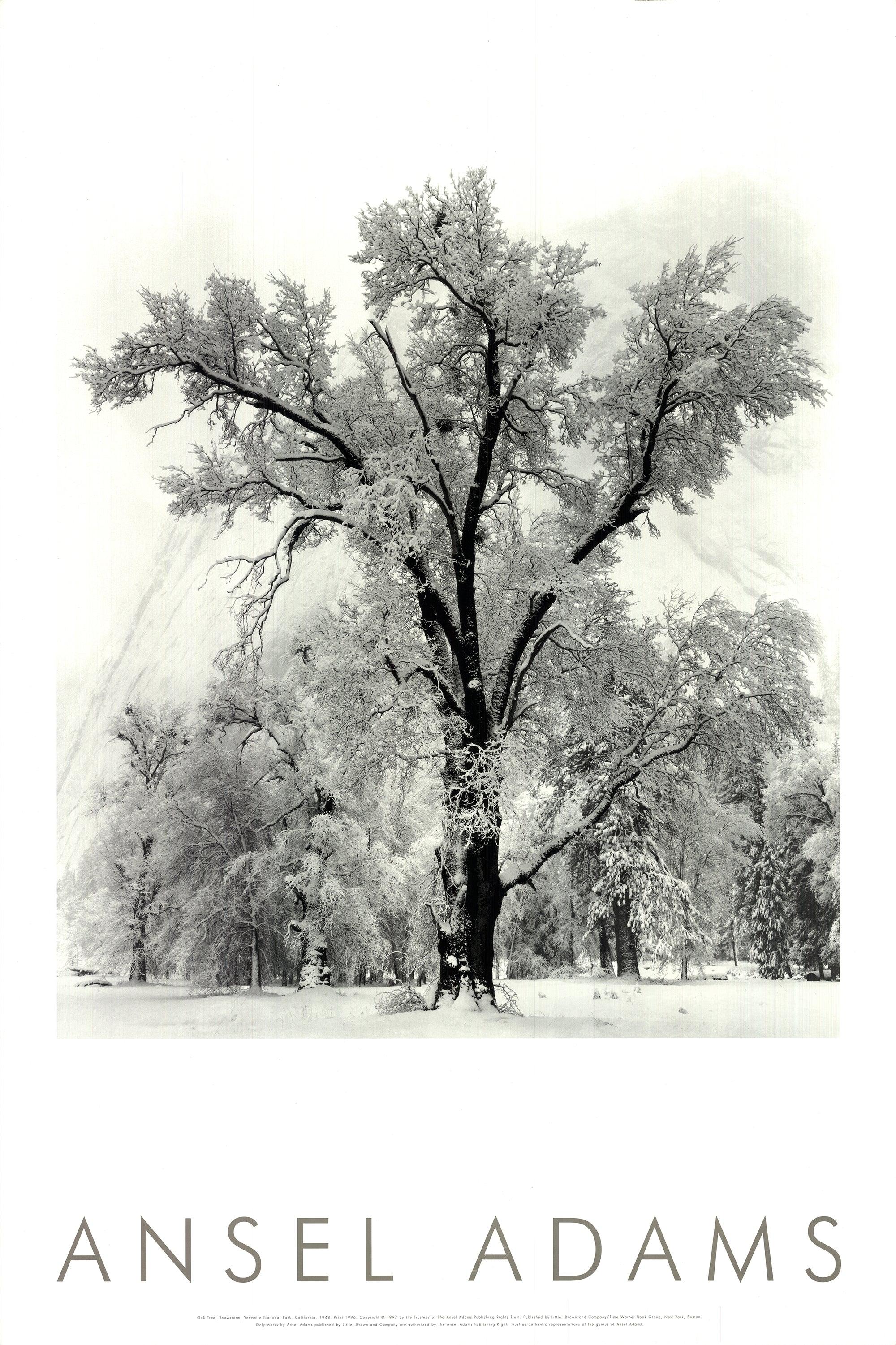 Eiche Eichenbaum, Schneestorm, Yosemite National Park, Kalifornien (1948) 1