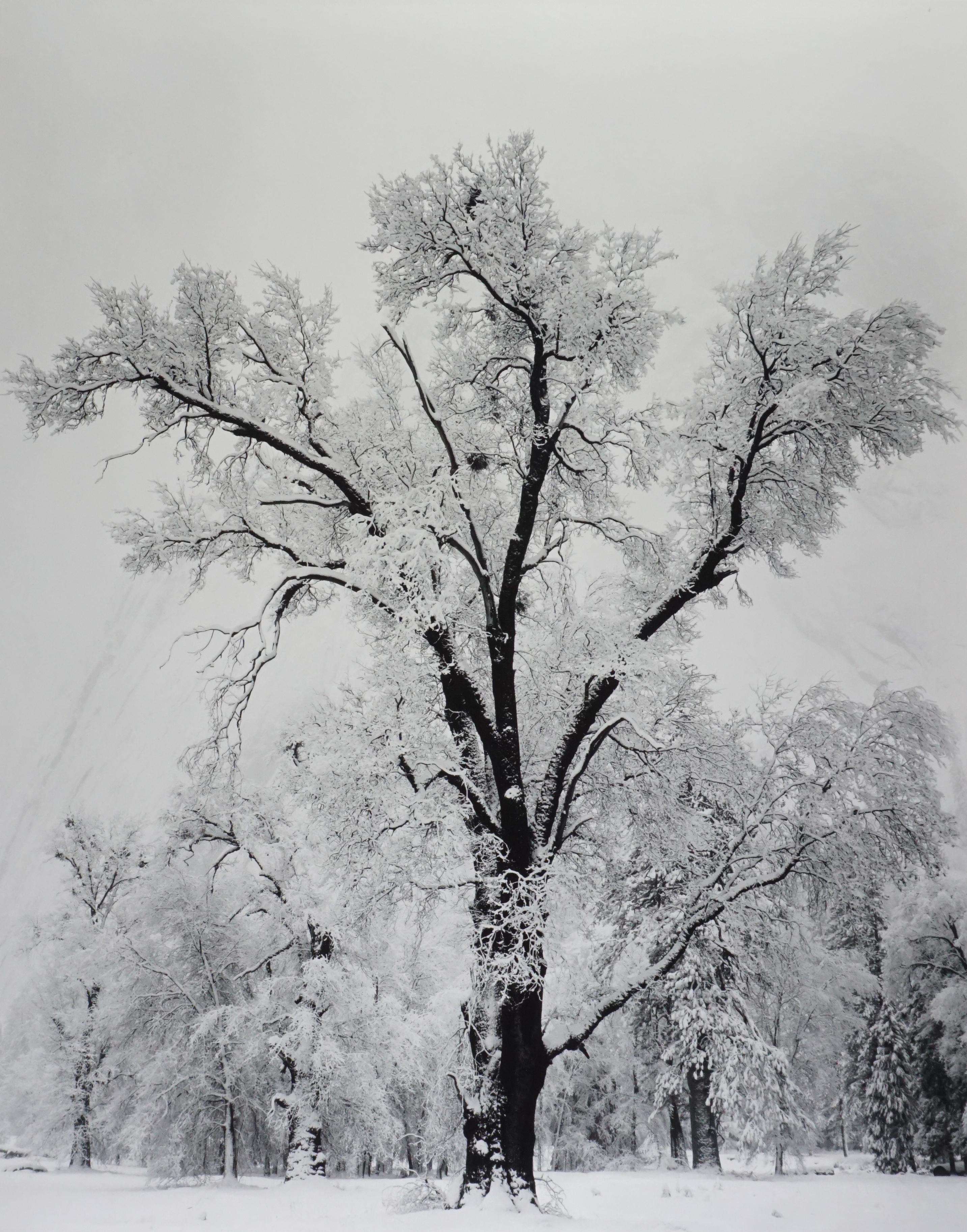 Ansel Adams Black and White Photograph - Oak Tree, Snowstorm, Yosemite National Park, California , 1948 