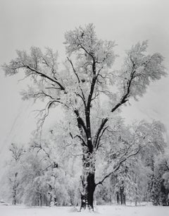 Oak Tree, Snowstorm, Yosemite National Park, California , 1948 