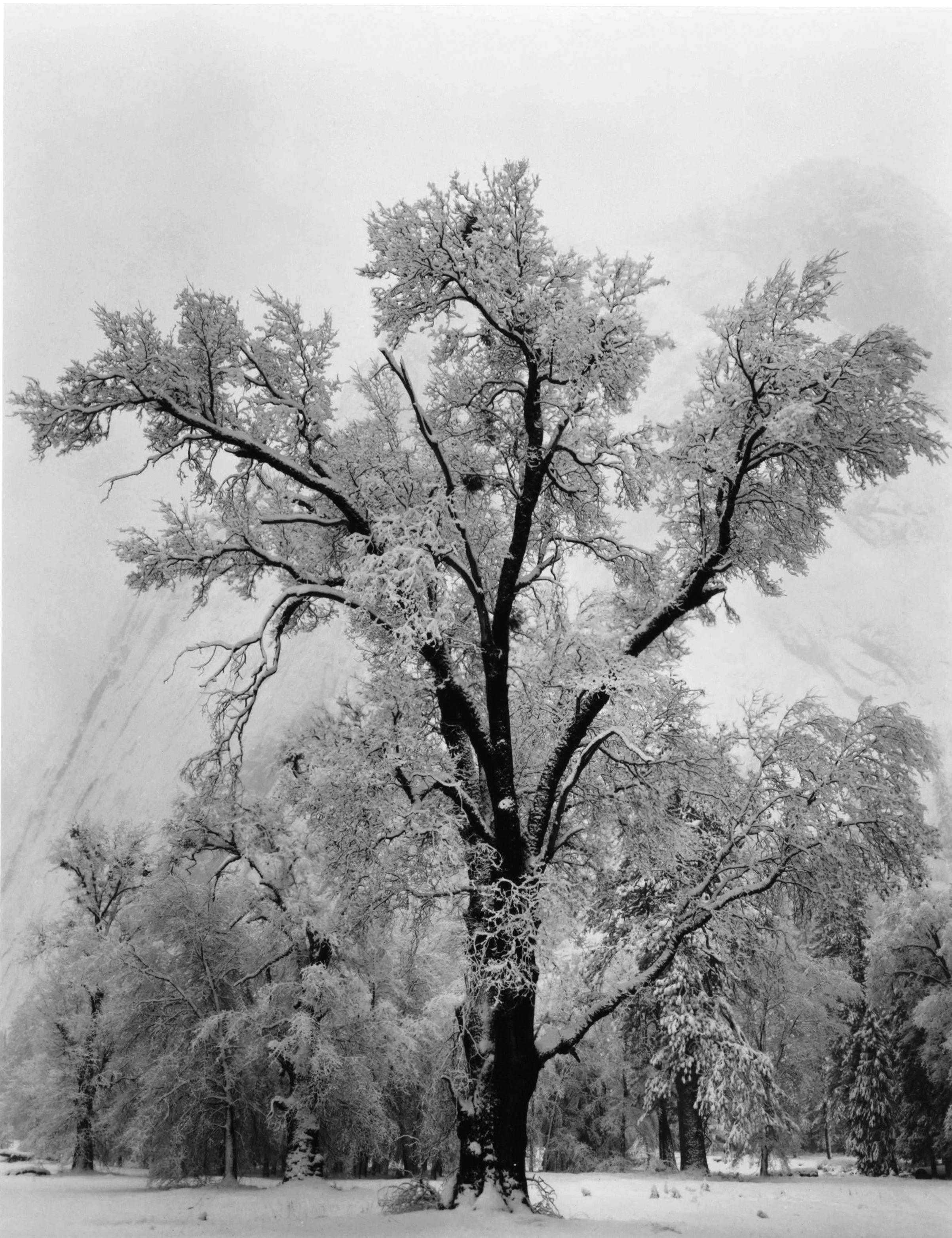 Ansel Adams Landscape Photograph - Oak Tree, Snowstorm, Yosemite National Park, California