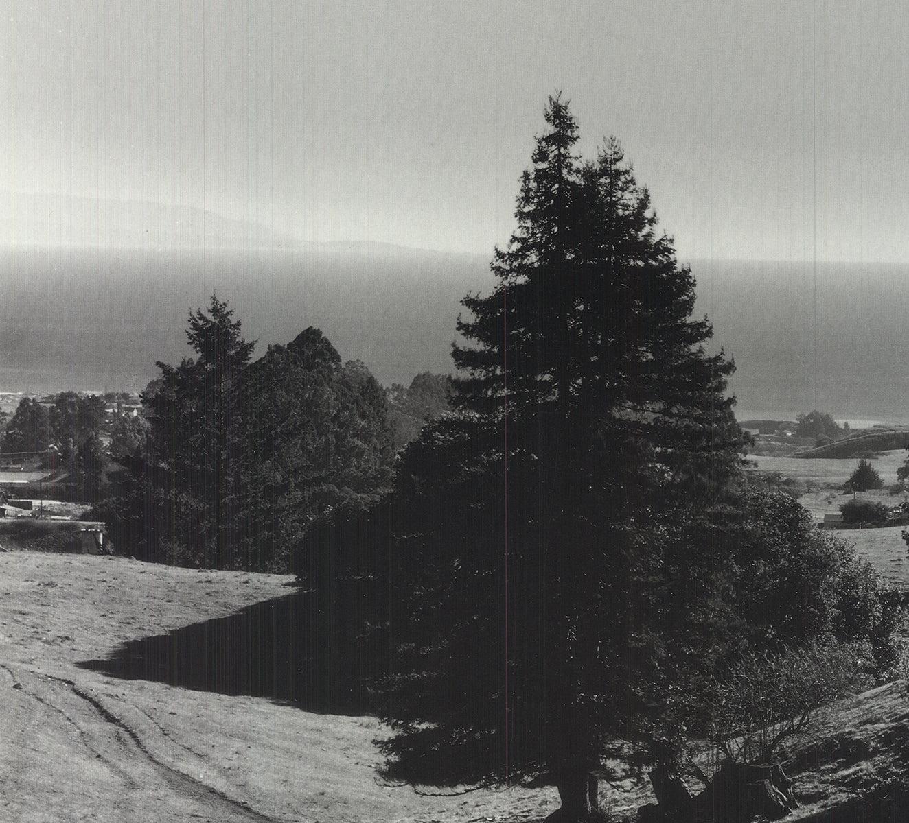 Pinetrees, Seashore - Photograph di Ansel Adams