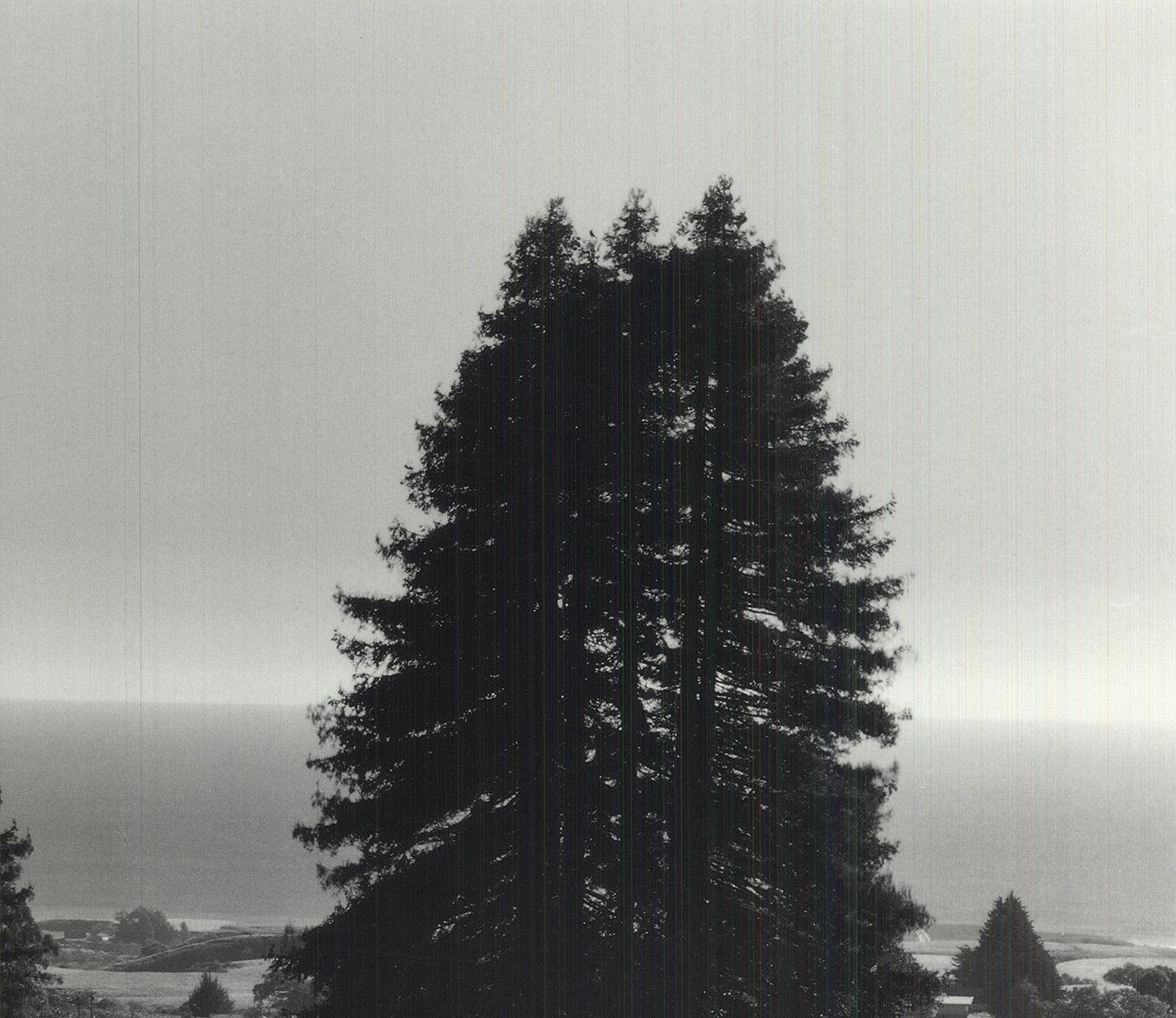 Pinetrees, Seashore - Photograph Fotorealista di Ansel Adams