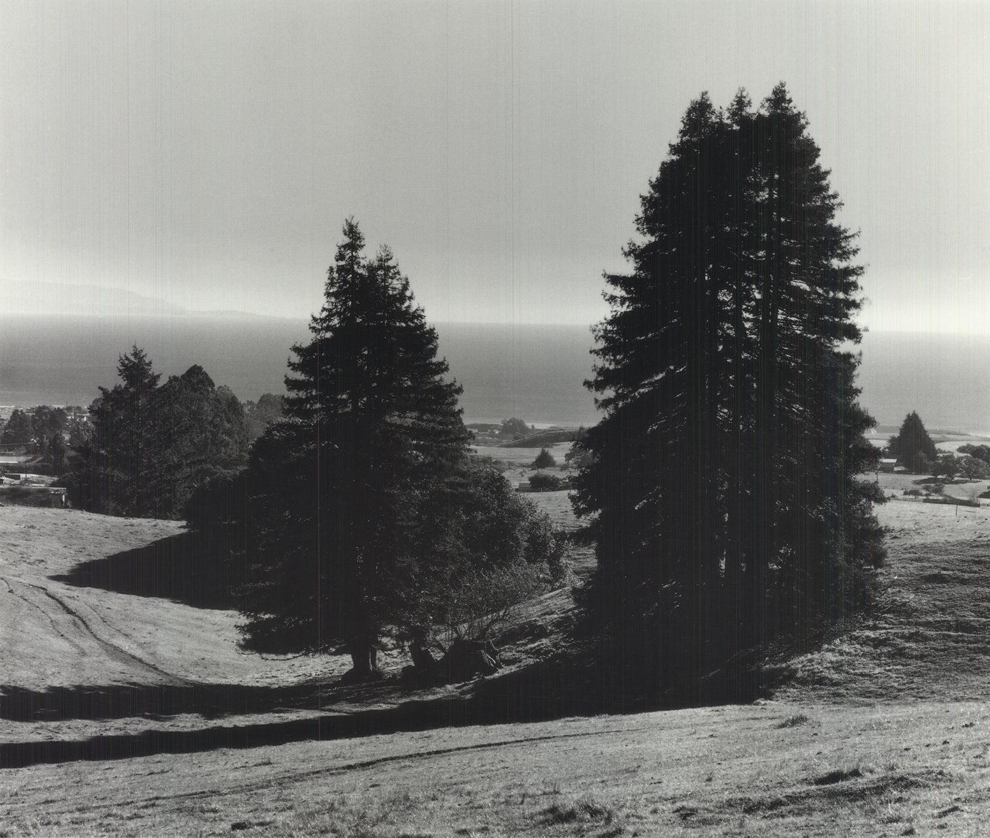 Pinetrees, Seashore - Landscape Photograph Grigio di Ansel Adams