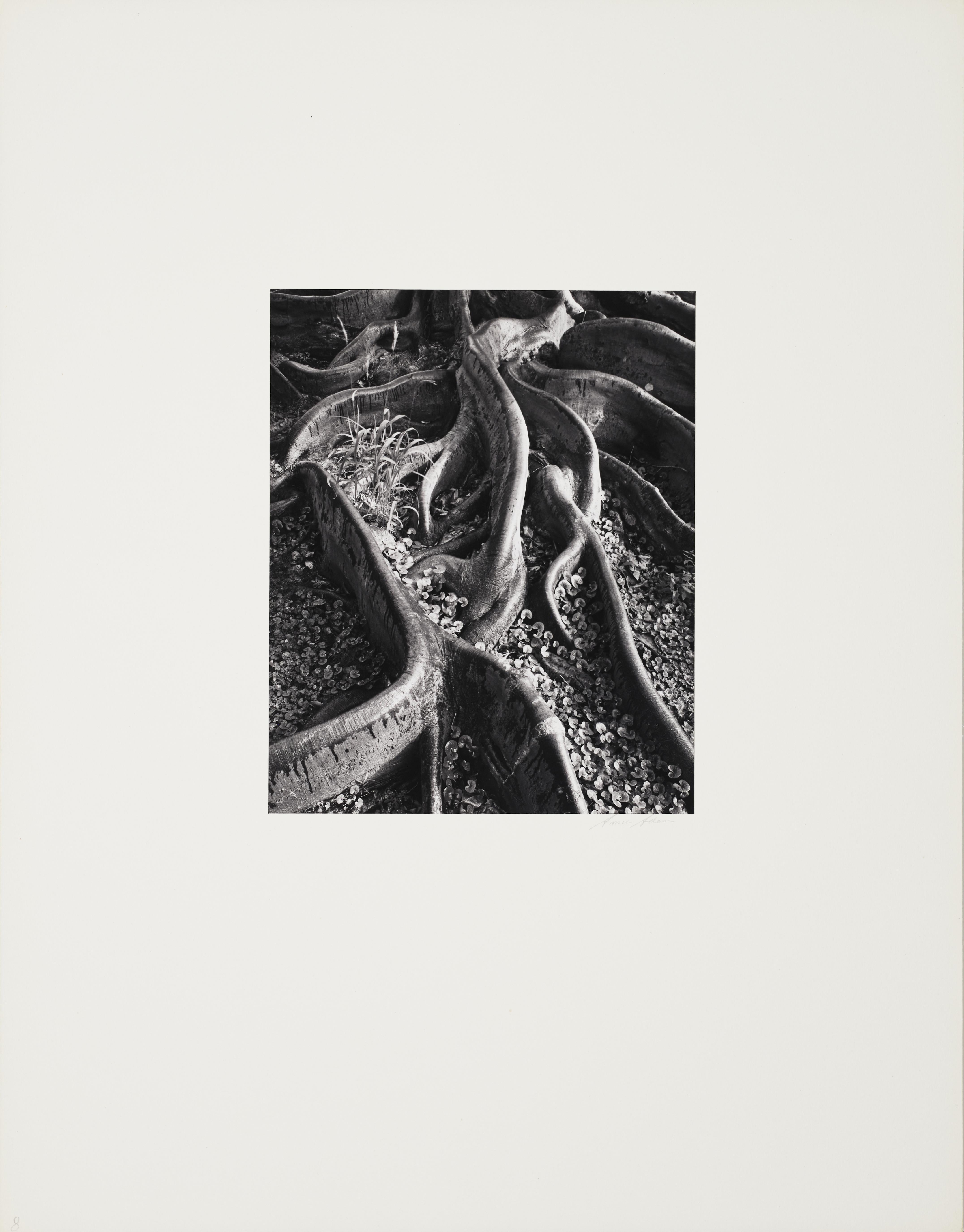 Roots, Foster Gardens, Honolulu - Photograph by Ansel Adams