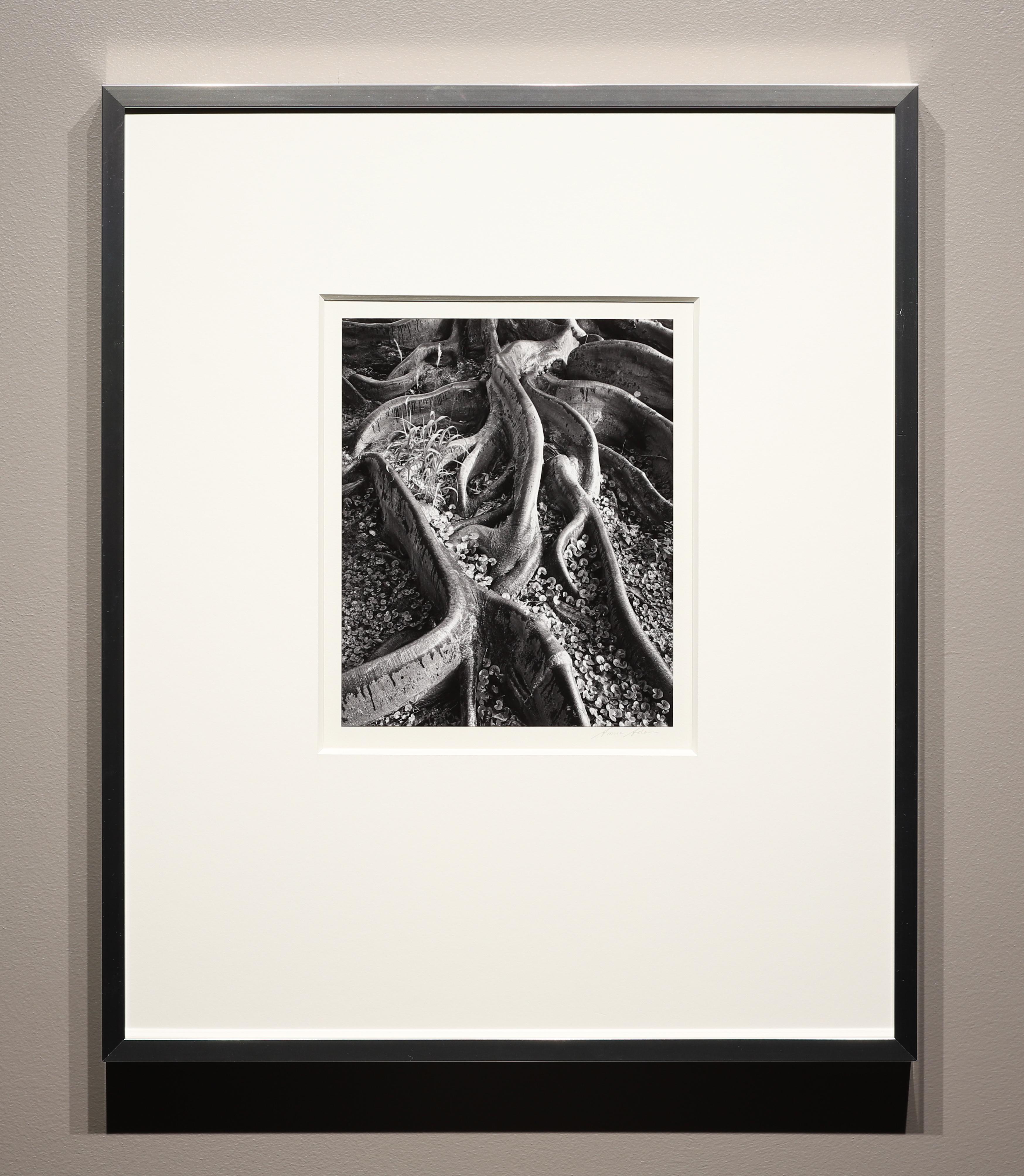 Radici, Foster Gardens, Honolulu - Photograph di Ansel Adams