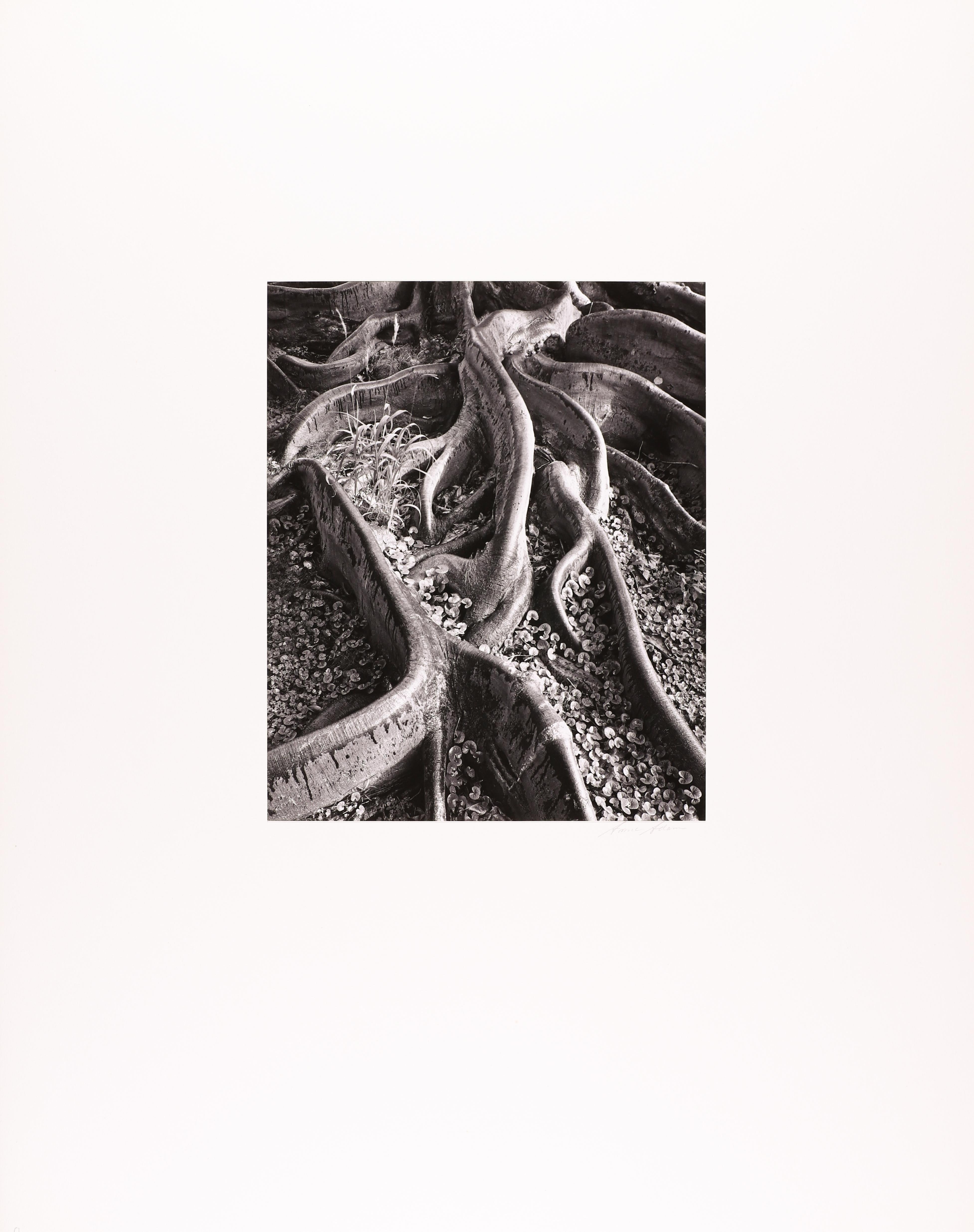 Radici, Foster Gardens, Honolulu - Photograph Moderno di Ansel Adams