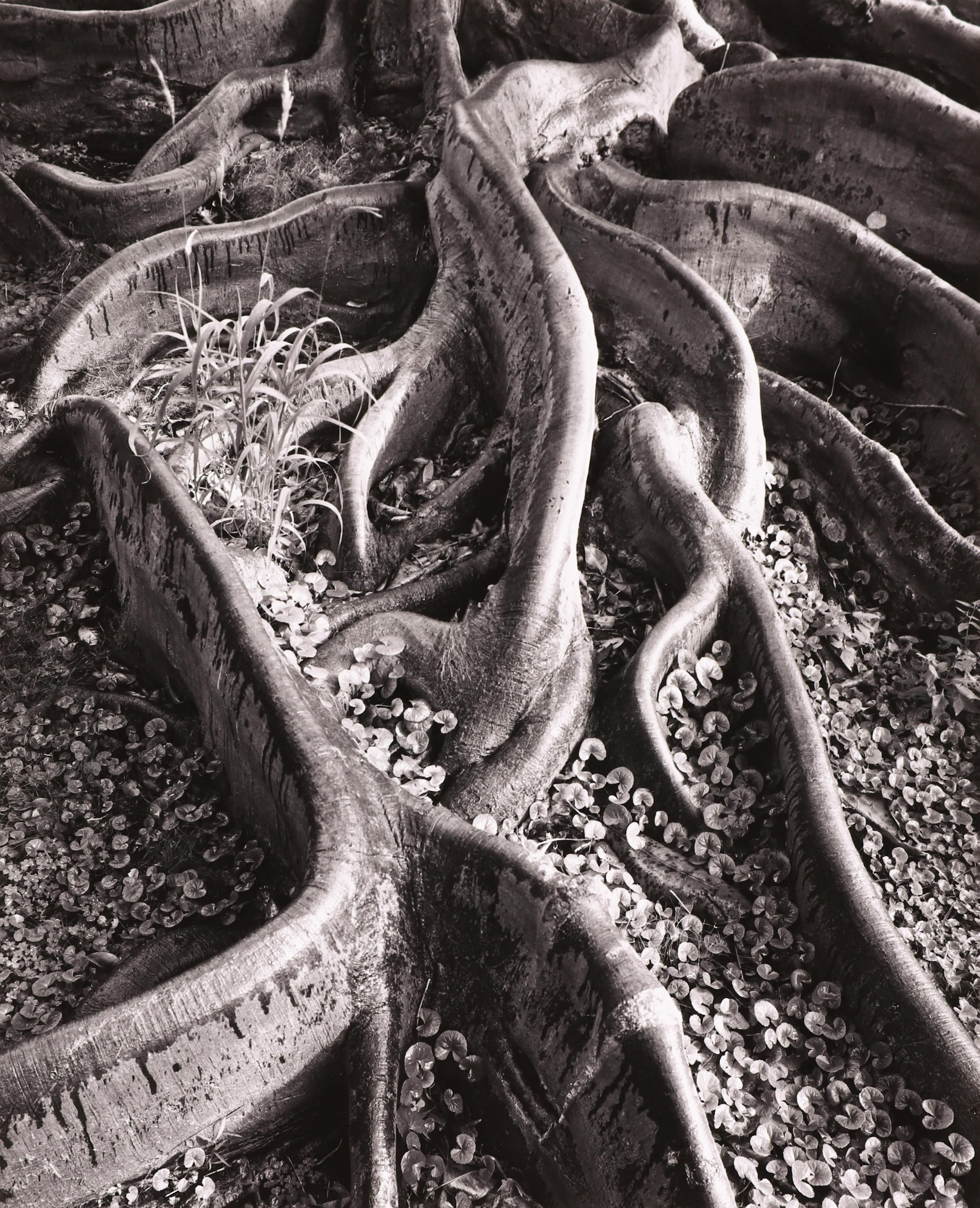 Ansel Adams Black and White Photograph - Roots, Foster Gardens, Honolulu