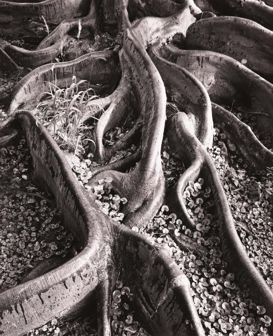 Roots, Foster Gardens, Honolulu