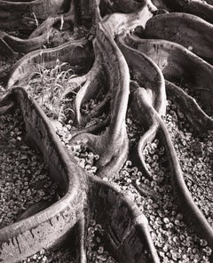 Roots, Foster Gardens, Honolulu