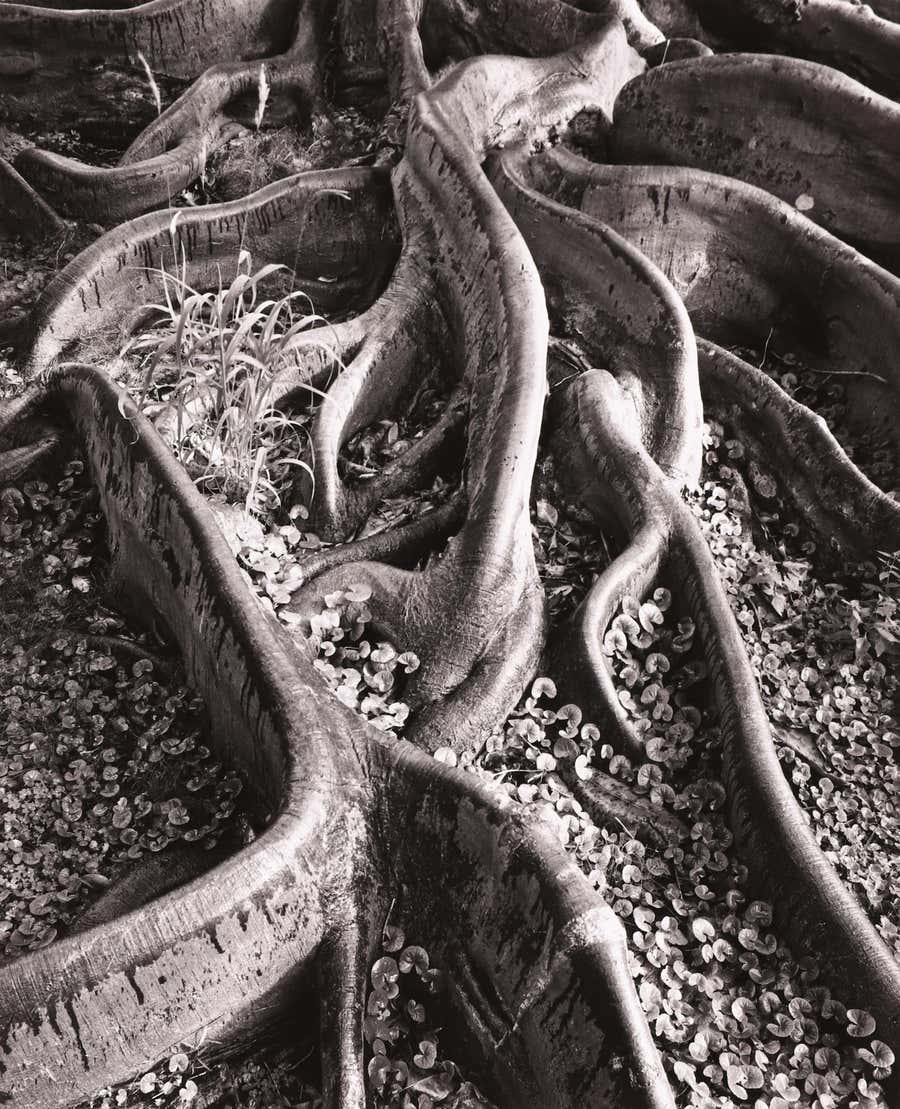 Roots, Foster Gardens, Honolulu