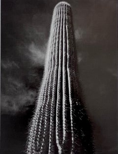 Saguaro Cactus, Sunrise, Arizona by Ansel Adams Vintage print