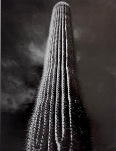 Saguaro Cactus, Sunrise, Arizona par Ansel Adams - Impression vintage