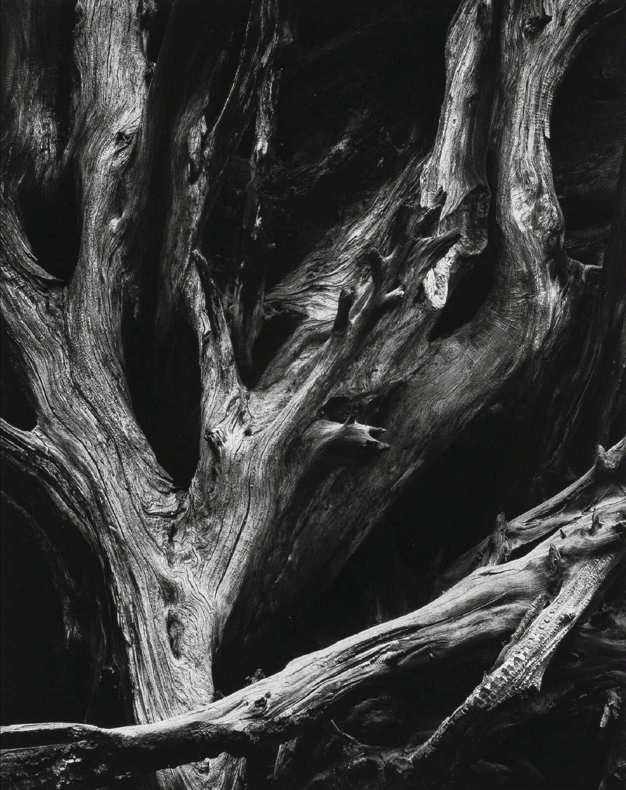 Ansel Adams Black and White Photograph - Sequoia roots, Mariposa Grove, Yosemite National Park, California, 1950 (from Po