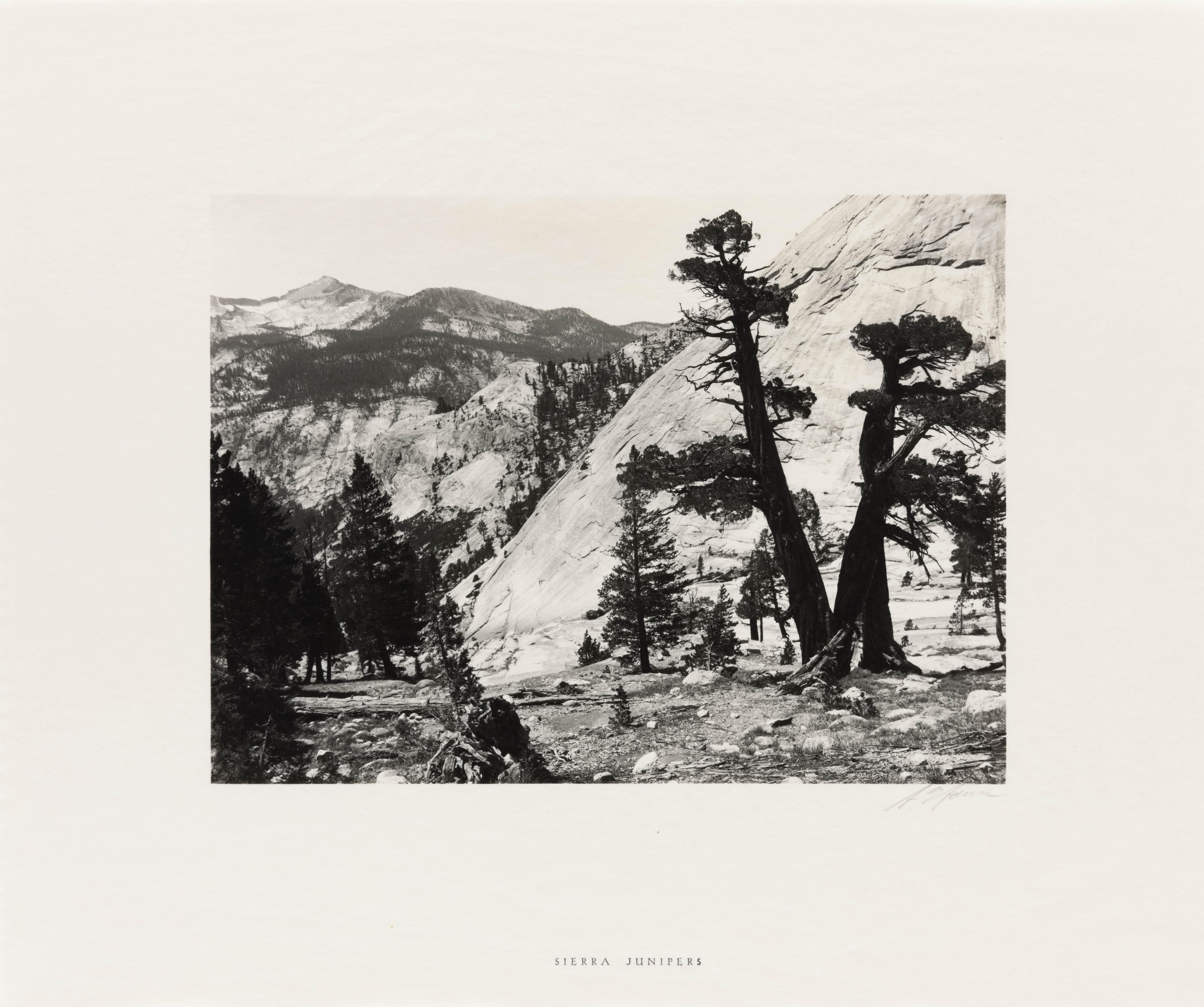 Juniper della Sierra, bacino superiore di Merced, valle dello Yosemite - Photograph di Ansel Adams
