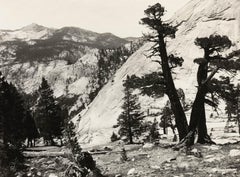 Juniper della Sierra, bacino superiore di Merced, valle dello Yosemite