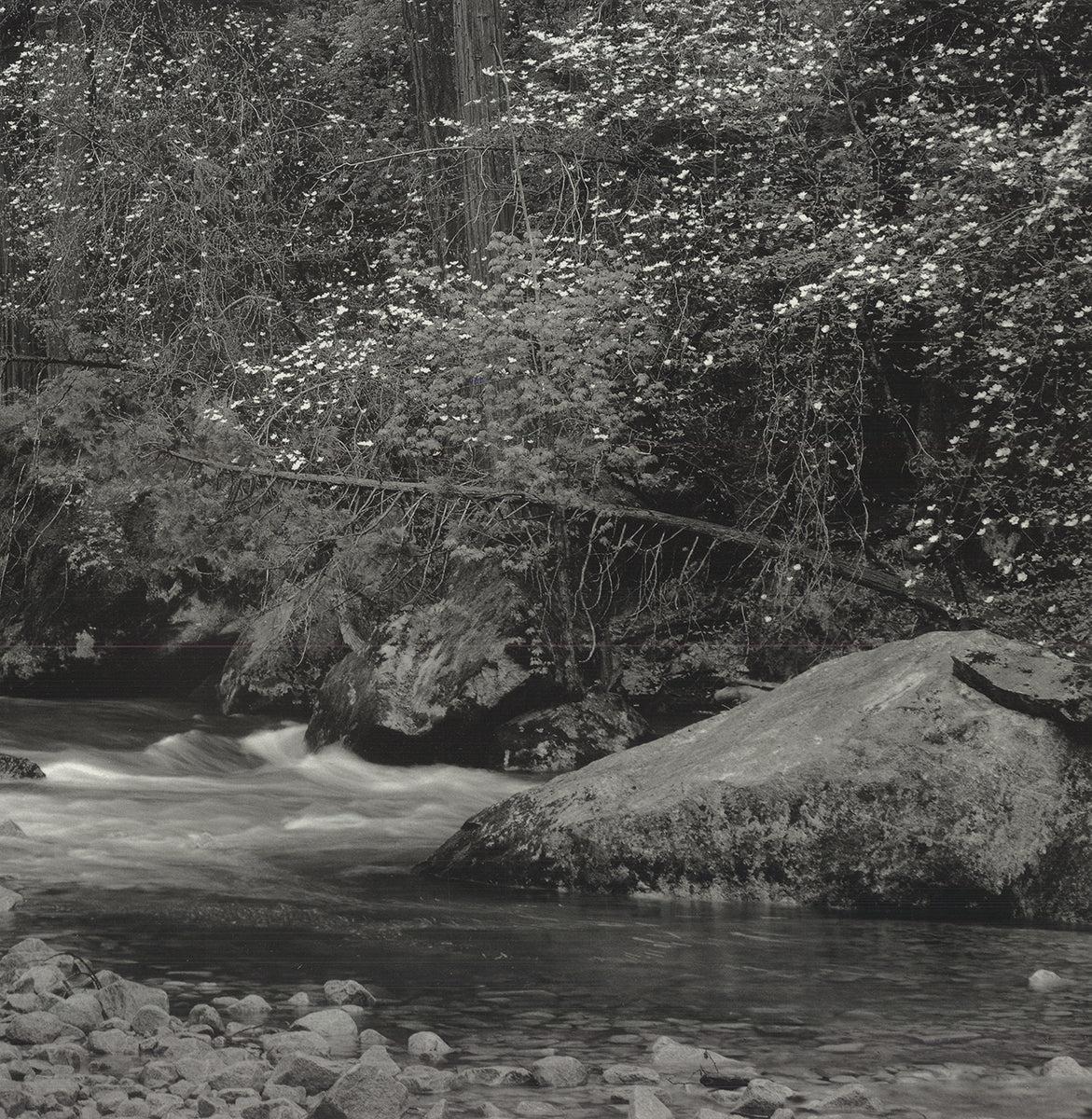 Tenaya Creek, Dogwood, Pioggia, Parco Nazionale Yosemite - Photograph Fotorealista di Ansel Adams