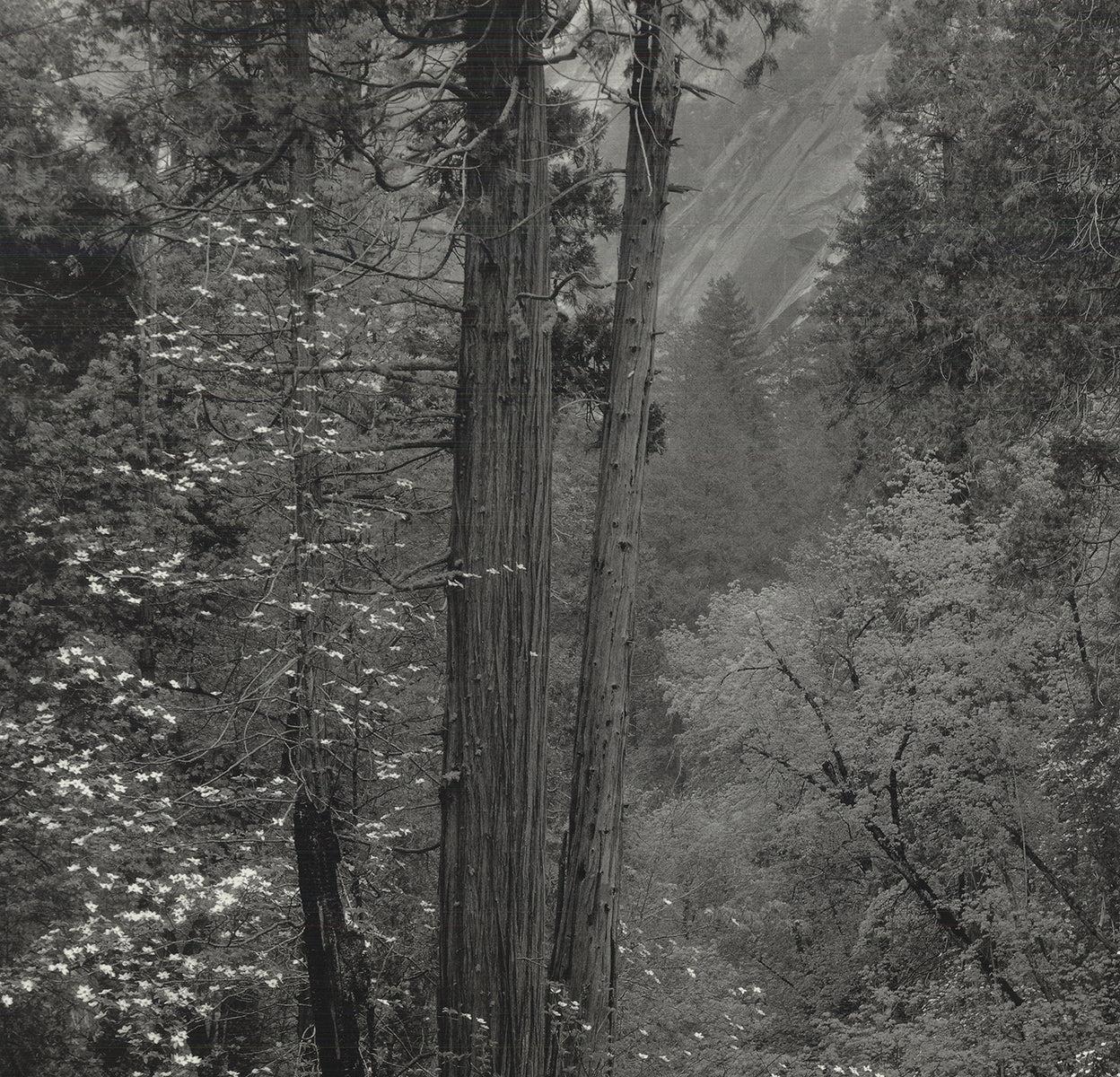 Questa squisita riproduzione della famosa fotografia di Ansel Adams, 
