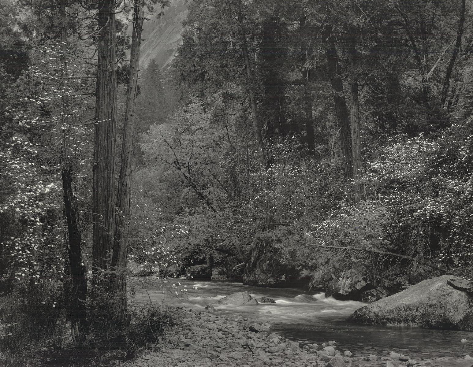 Tenaya Creek, Dogwood, Pioggia, Parco Nazionale Yosemite 1