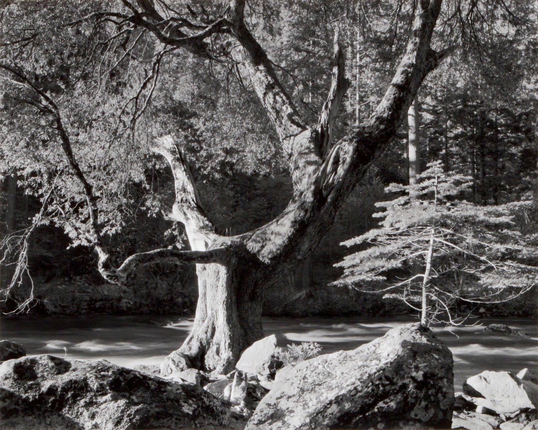 Morning Merced River Canyon Yosemite - Special Edition - Photograph by Ansel Adams