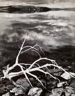 White Branches, Mono Lake, 1950 , Printed 1970’s