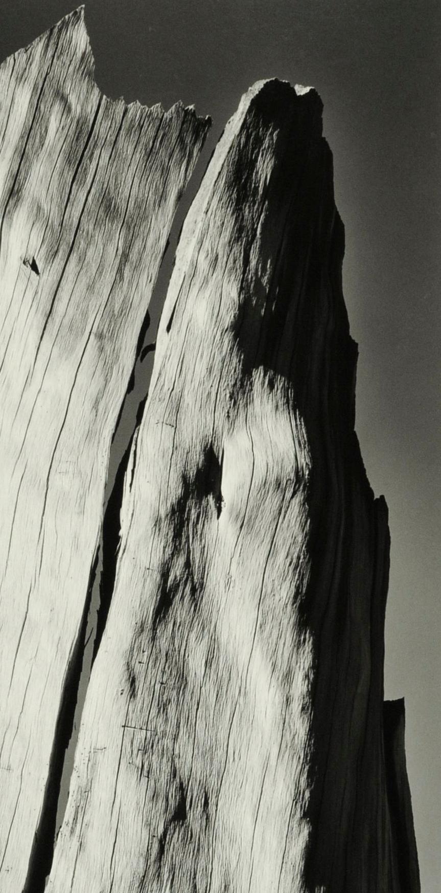 White Stump, Sierra Nevada, California - Photograph by Ansel Adams