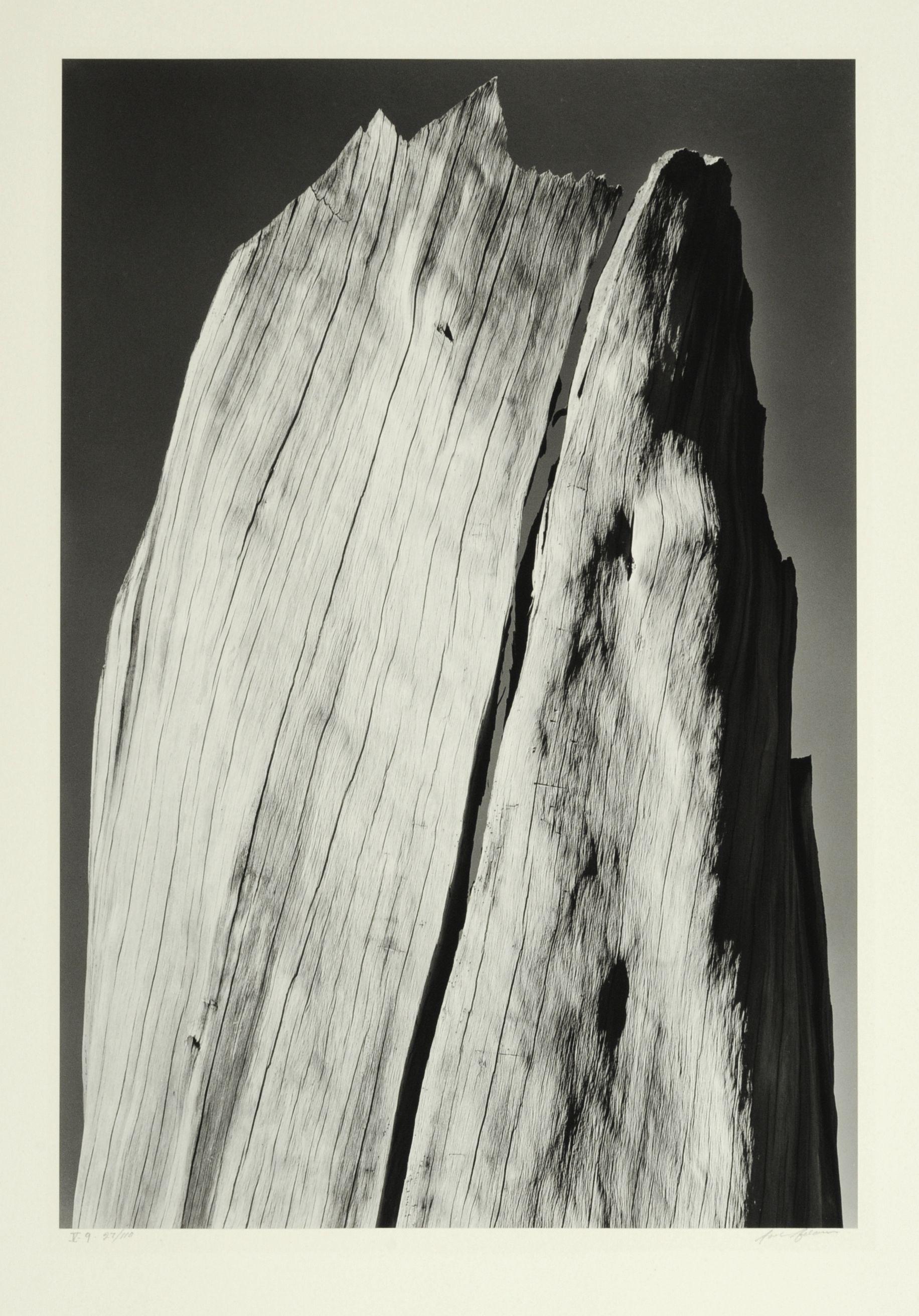 Ansel Adams Abstract Photograph - White Stump, Sierra Nevada, California