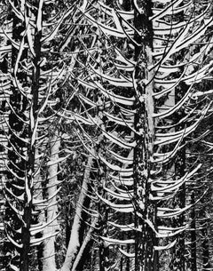 Winter, Walddetails, Yosemite Valley, Kalifornien