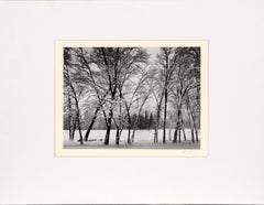 Young Oaks - Ansel Adams Special Edition Yosemite Photograph circa 1938