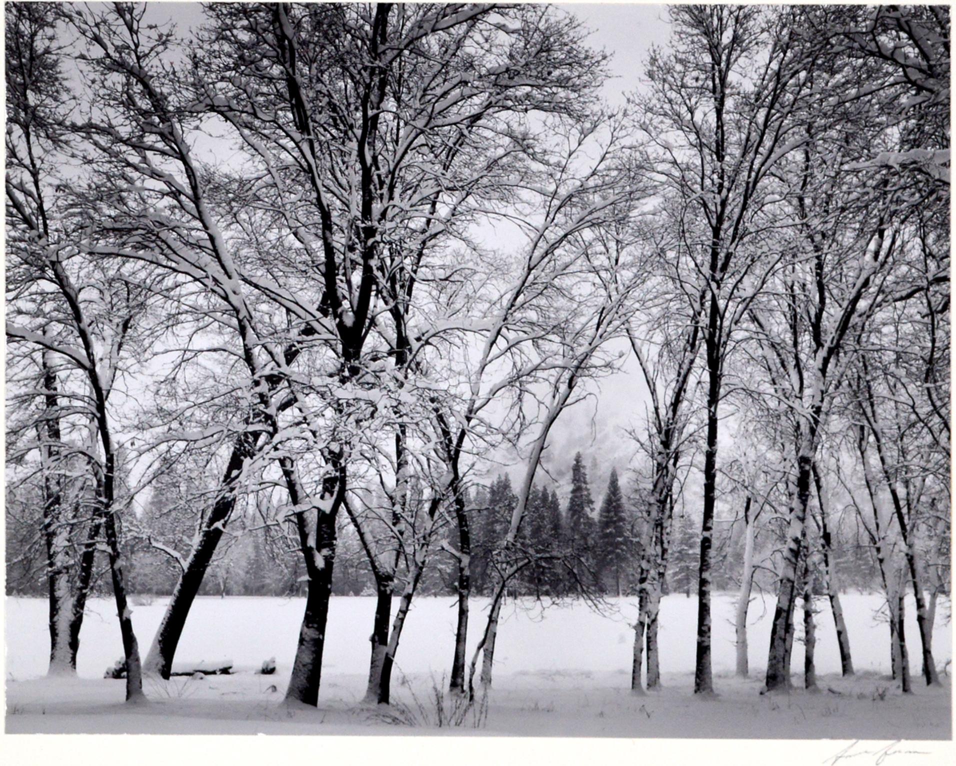 ansel adams tree prints