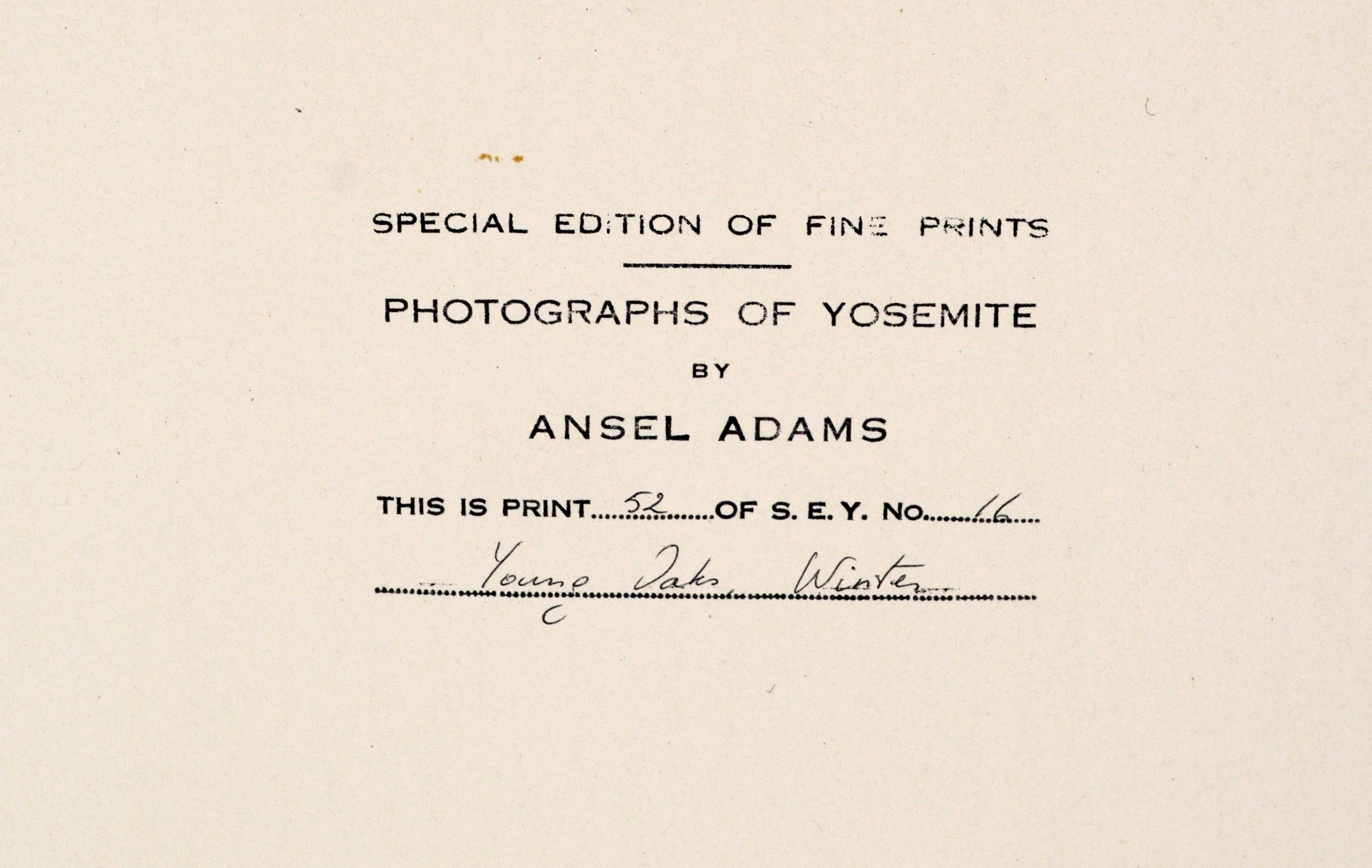 Young Oaks - Ansel Adams Special Edition Yosemite Photograph circa 1938 2