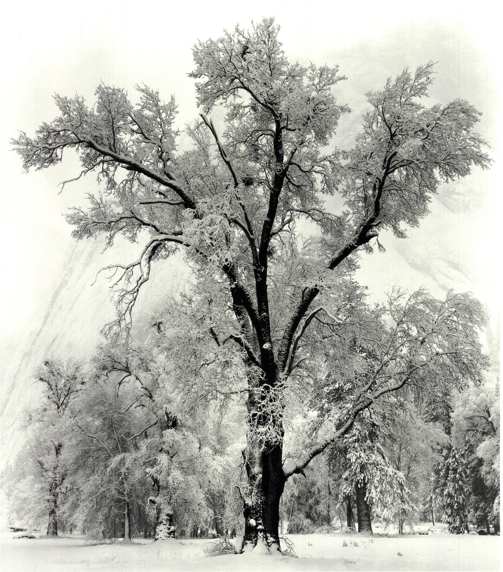 This reproduction of Ansel Adams’ iconic photograph, “Oak Tree, Snowstorm, Yosemite National Park, California, 1948,” captures the majestic beauty of a snow-covered landscape within the world-renowned Yosemite National Park. Published by Little,