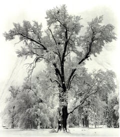 Ansel Adams Oak Tree, Snowstorm, Yosemite National Park, California (1948), 1997