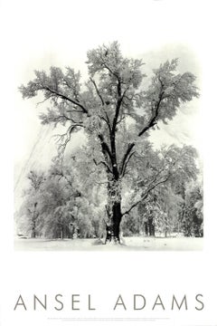 Retro Ansel Adams Oak Tree, Snowstorm, Yosemite National Park, California (1948), 1997