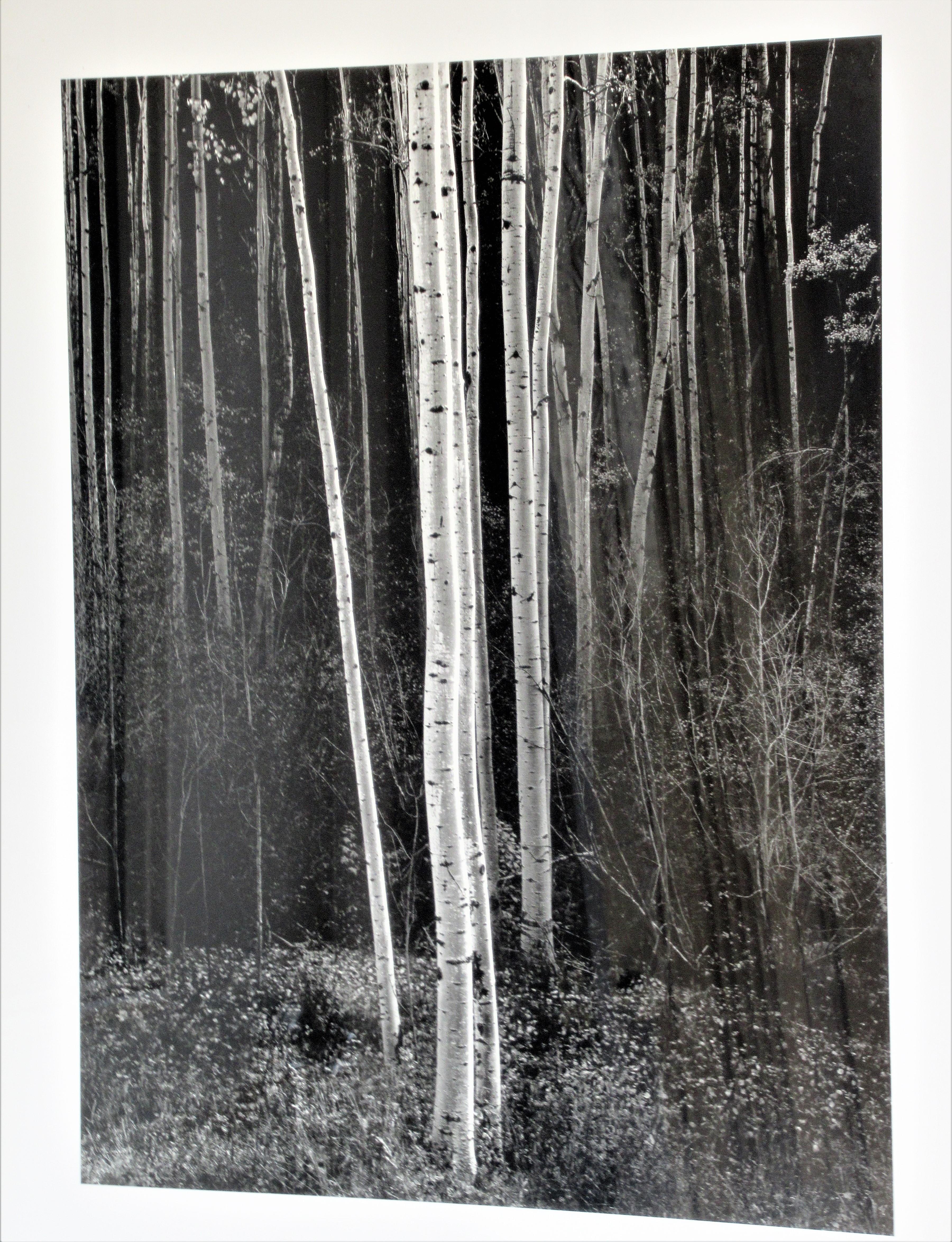 ansel adams aspens