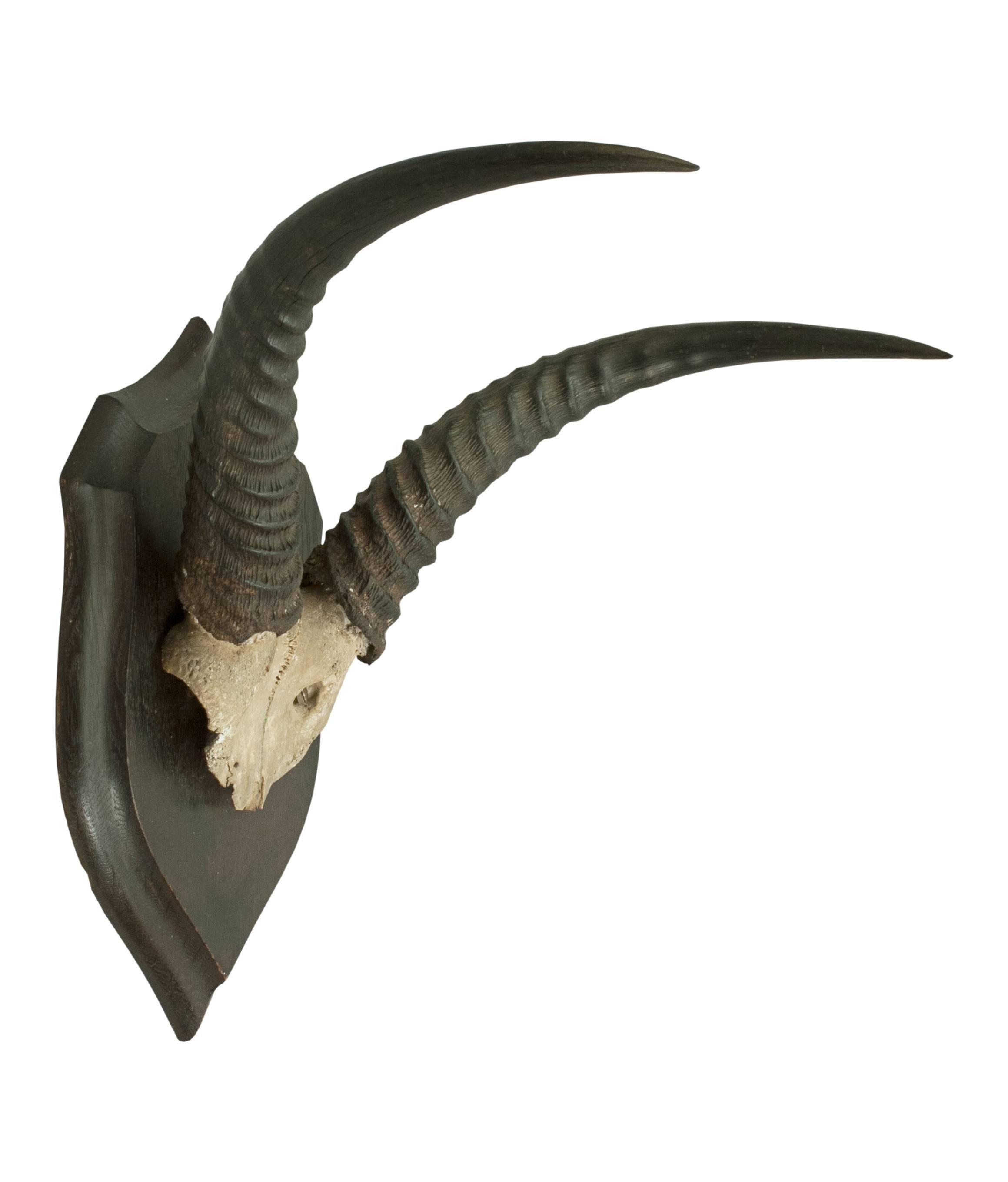 An excellent mounted antelope skull cap and horns by the renowned British taxidermist, Rowland Ward of, The Jungle, Piccadilly, London. The horns are mounted onto a polished shaped oak shield. The rear with carved 'R.W.' and a Rowland Ward's 167